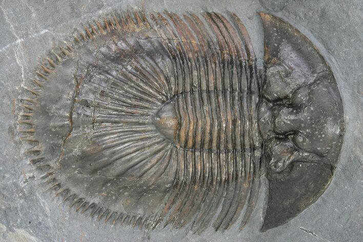 Thysanopeltis Trilobite - Boudib, Morocco #240496